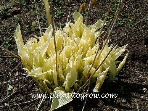 Hosta Whitewall Tire emerges white in spring and gradually develop more and more green speckles.